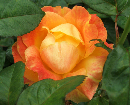 Benson and Hedges Rose